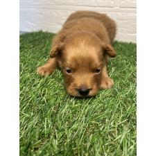 オンライン見学