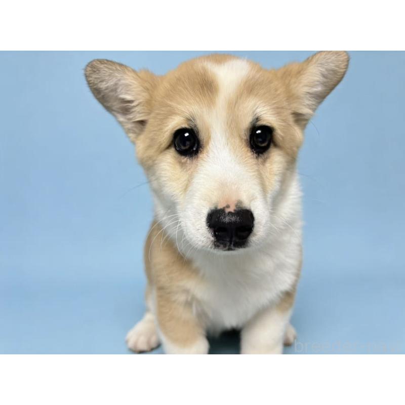 成約済の茨城県のウェルシュコーギーペンブローク-433739の2枚目