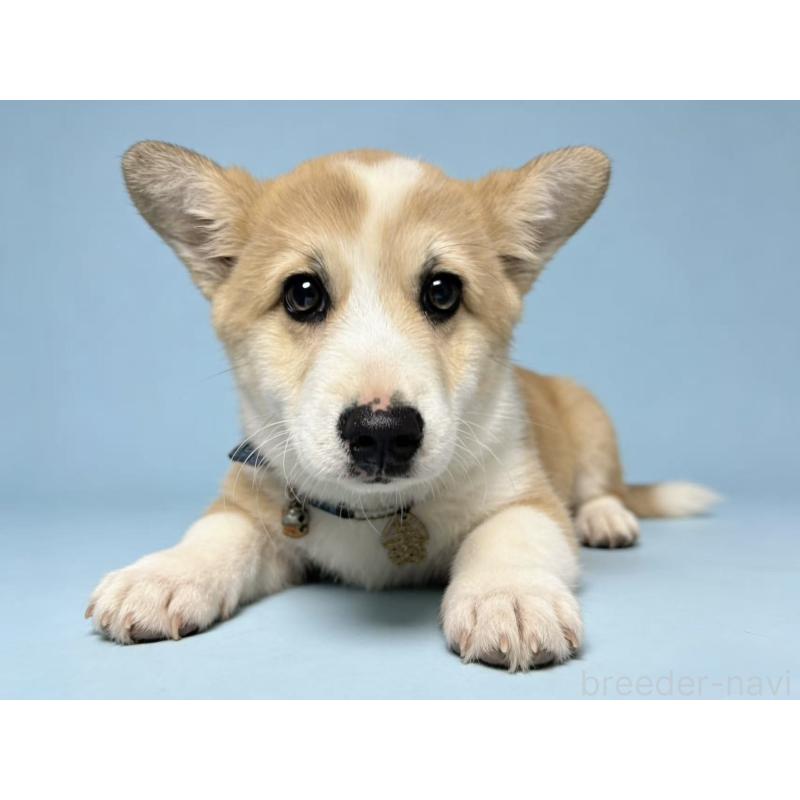 販売中の茨城県のウェルシュコーギーペンブローク-433739