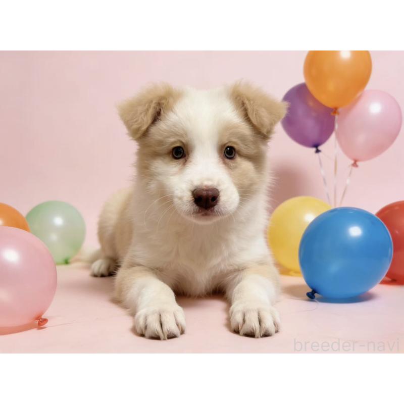 販売中の茨城県のボーダーコリー-445831の3枚目