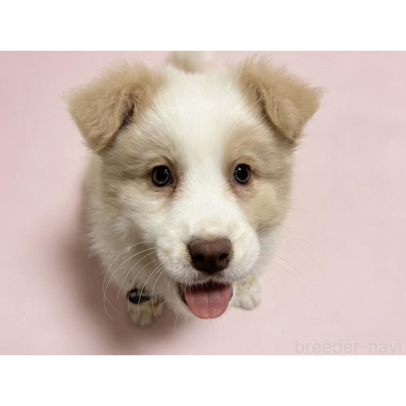 販売中の茨城県のボーダーコリー-445831の2枚目