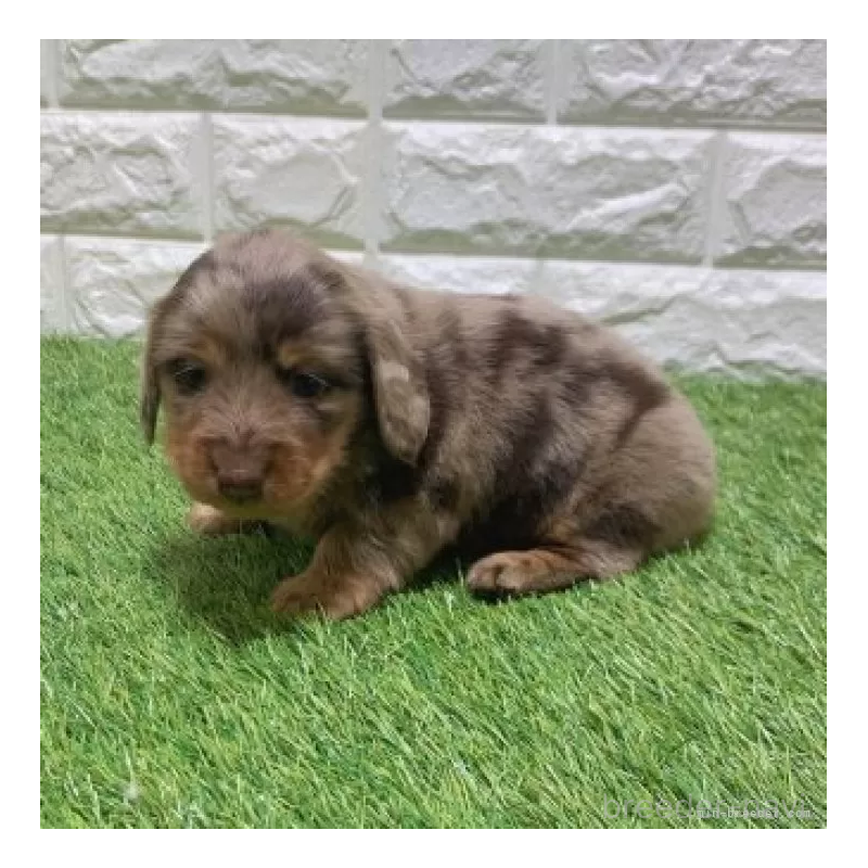 販売中の愛知県のミニチュアダックスフンド(ロングヘアード)-451973の5枚目