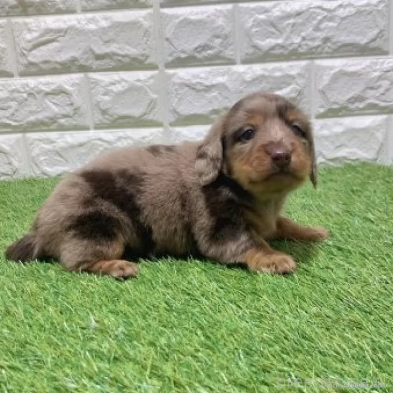 販売中の愛知県のミニチュアダックスフンド(ロングヘアード)-451973の4枚目