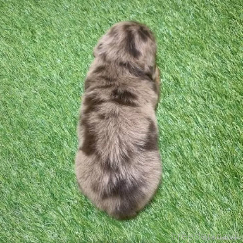 販売中の愛知県のミニチュアダックスフンド(ロングヘアード)-451973の2枚目