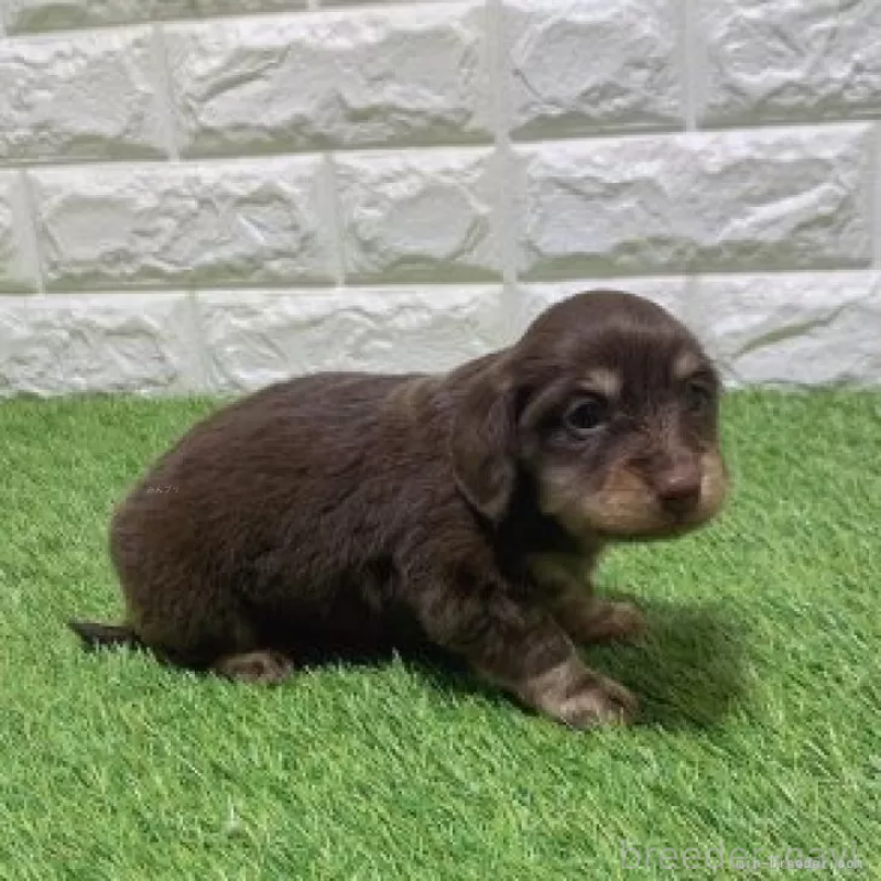 販売中の愛知県のミニチュアダックスフンド(ロングヘアード)-451982の4枚目