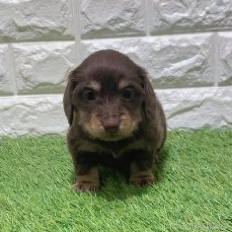 販売中の愛知県のミニチュアダックスフンド(ロングヘアード)-451982の3枚目