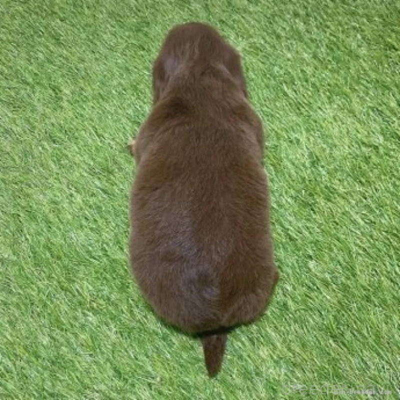 販売中の愛知県のミニチュアダックスフンド(ロングヘアード)-451982の2枚目