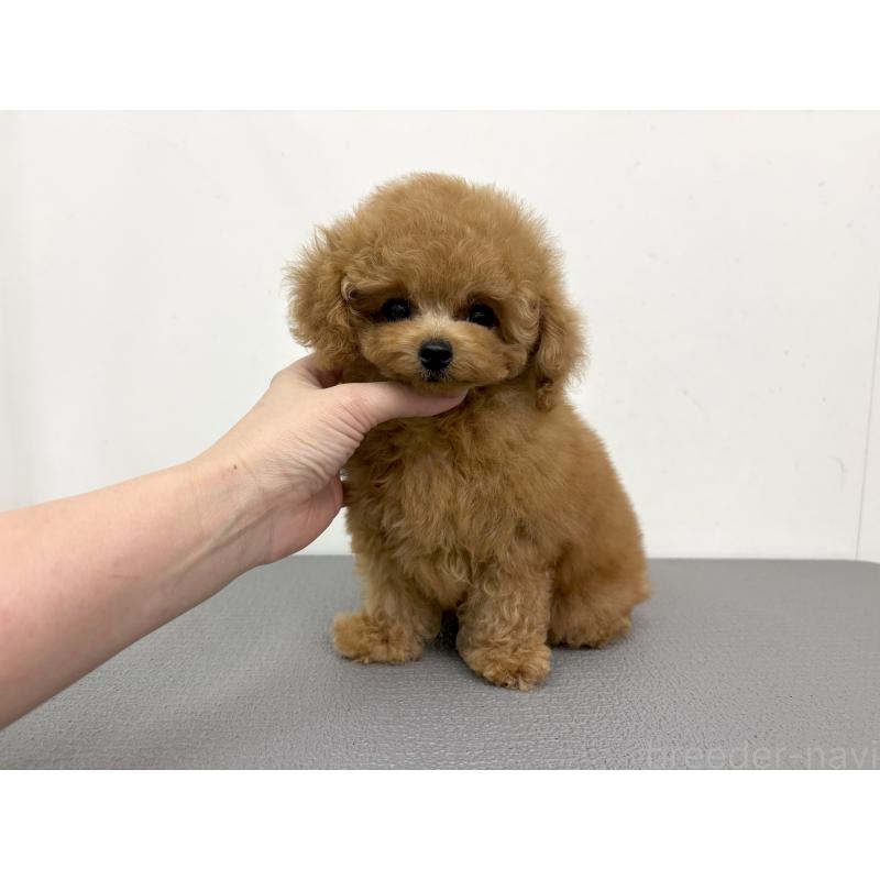 販売中の広島県のタイニープードル-443544の5枚目