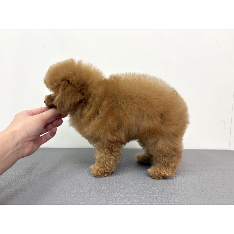 販売中の広島県のタイニープードル-443544の4枚目