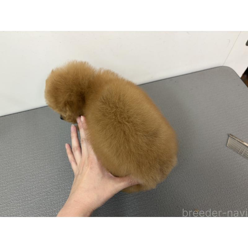 販売中の広島県のタイニープードル-443544の3枚目
