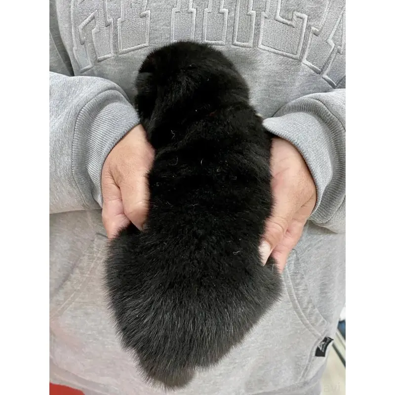 販売中の熊本県の柴犬-451985の2枚目