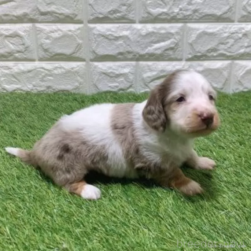 販売中の愛知県のミニチュアダックスフンド(ロングヘアード)-451984の5枚目