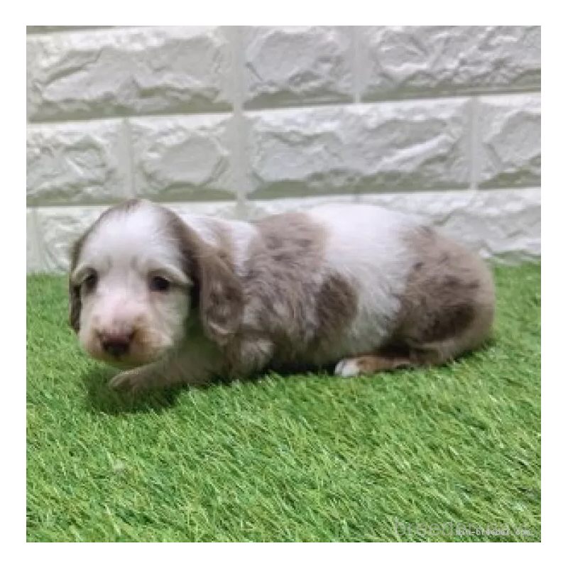 販売中の愛知県のミニチュアダックスフンド(ロングヘアード)-451984の4枚目