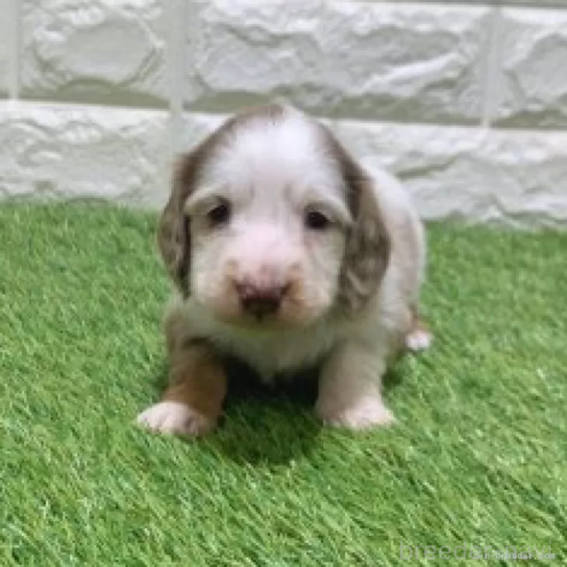 販売中の愛知県のミニチュアダックスフンド(ロングヘアード)-451984の3枚目