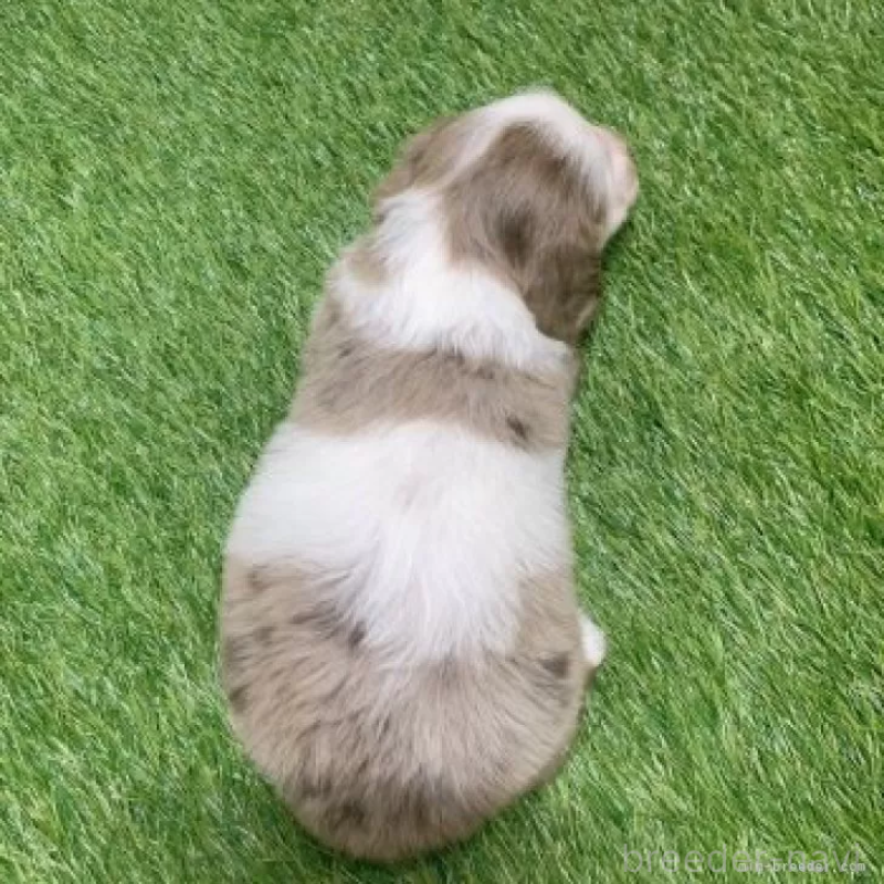 販売中の愛知県のミニチュアダックスフンド(ロングヘアード)-451984の2枚目