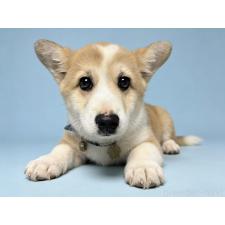 ♀︎ウェルシュコーギーペンブローク