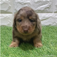 ♀︎ミニチュアダックスフンド(ロングヘアード)