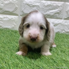 ♀︎ミニチュアダックスフンド(ロングヘアード)