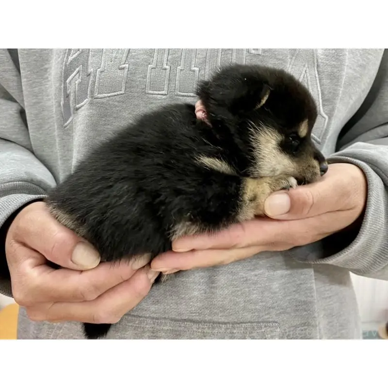 販売中の熊本県の柴犬-451993の3枚目