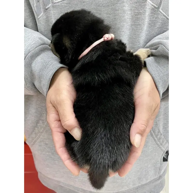 販売中の熊本県の柴犬-451993の2枚目