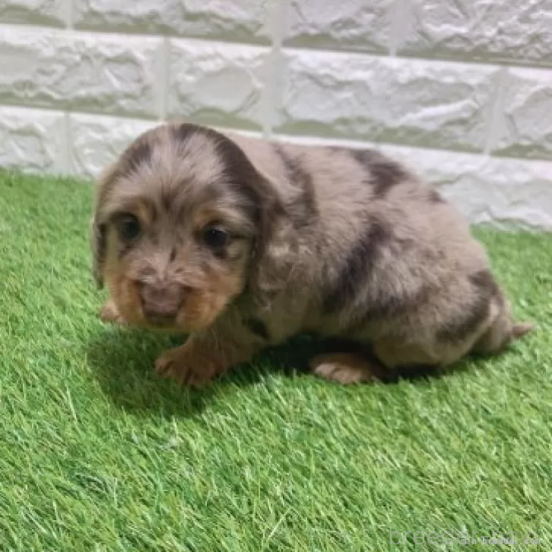 販売中の愛知県のミニチュアダックスフンド(ロングヘアード)-451991の5枚目