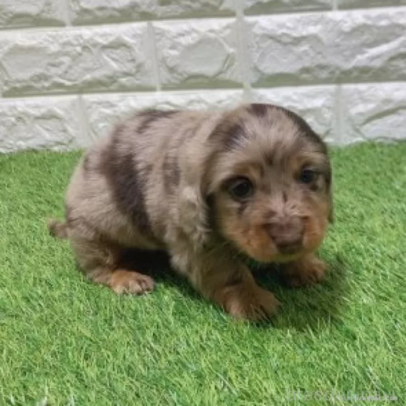 販売中の愛知県のミニチュアダックスフンド(ロングヘアード)-451991の4枚目