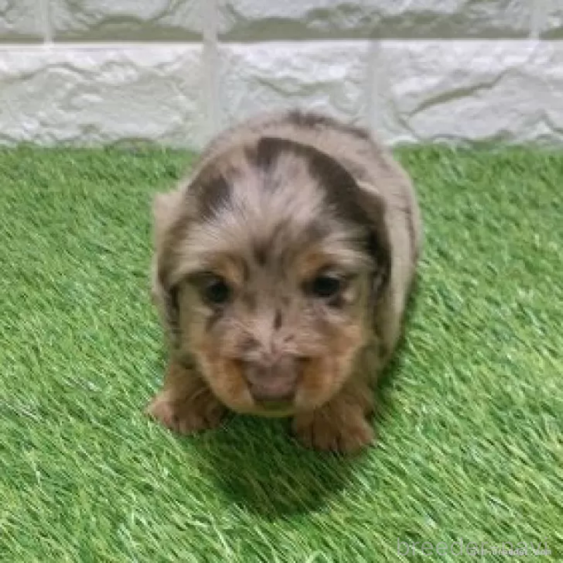 販売中の愛知県のミニチュアダックスフンド(ロングヘアード)-451991の3枚目