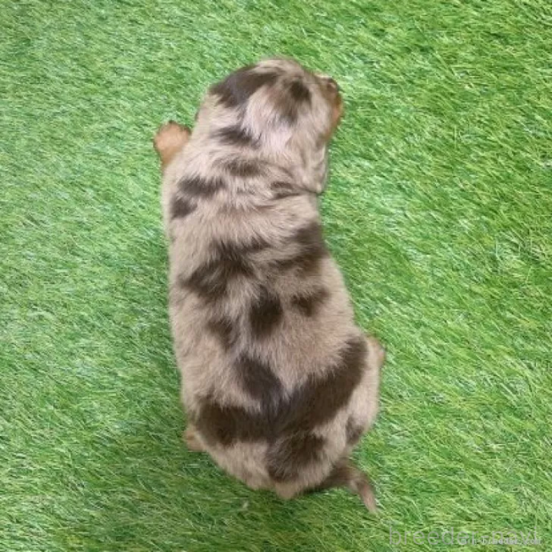 販売中の愛知県のミニチュアダックスフンド(ロングヘアード)-451991の2枚目