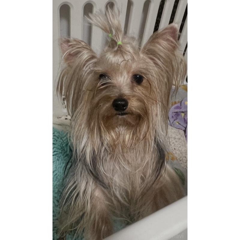 販売中の埼玉県のヨークシャーテリア-365296の2枚目