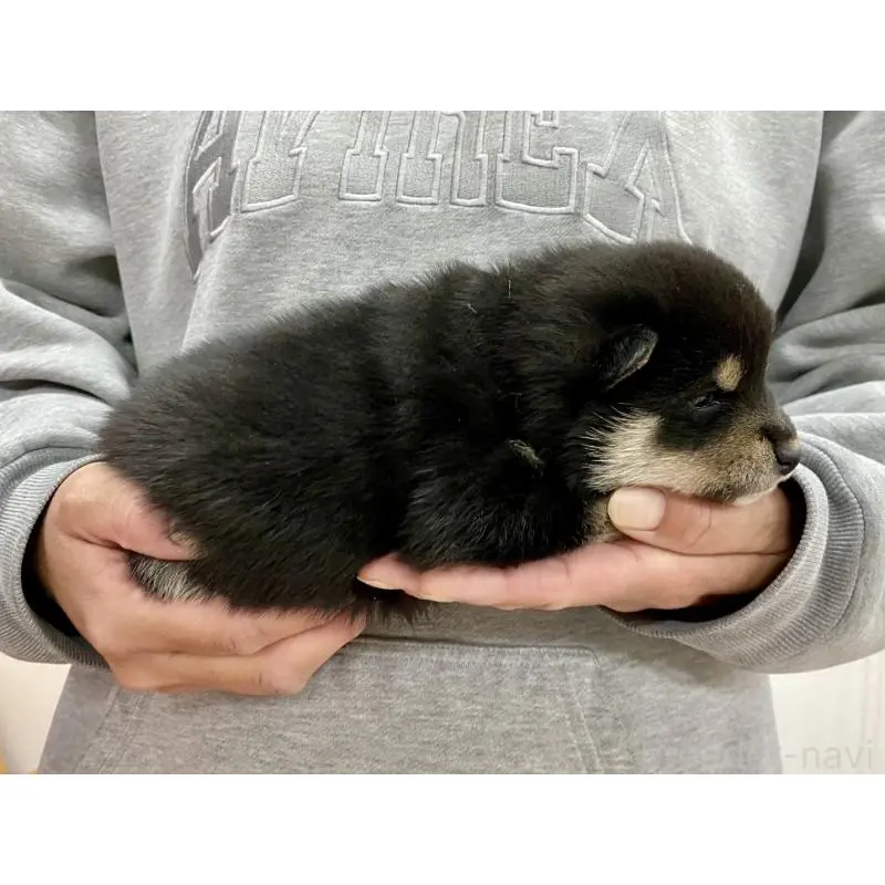 販売中の熊本県の柴犬-451994の3枚目