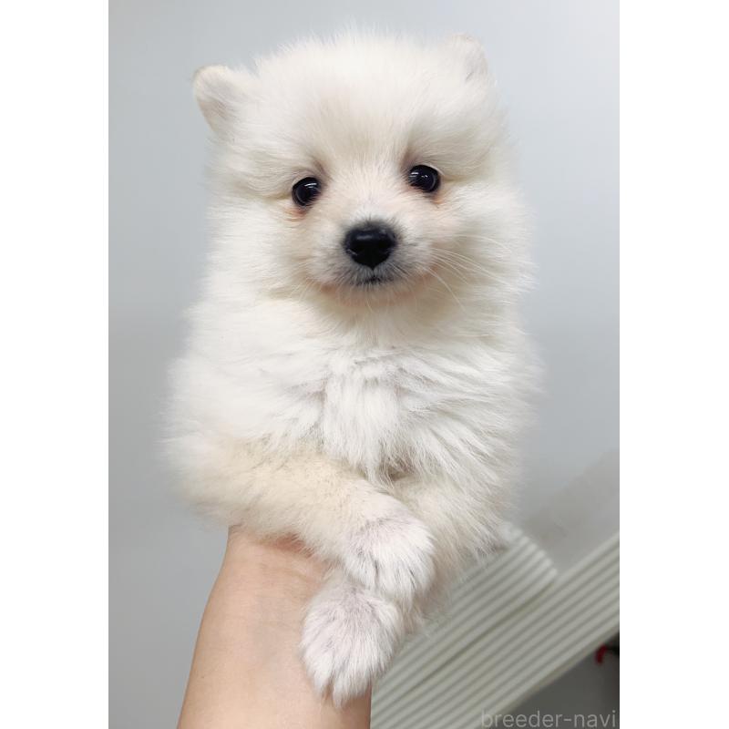 ♀︎ミックス犬