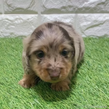 ♀︎ミニチュアダックスフンド(ロングヘアード)