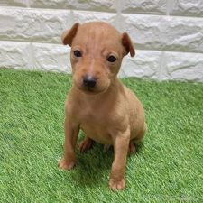 ♀︎ミニチュアピンシャー(ミニピン)