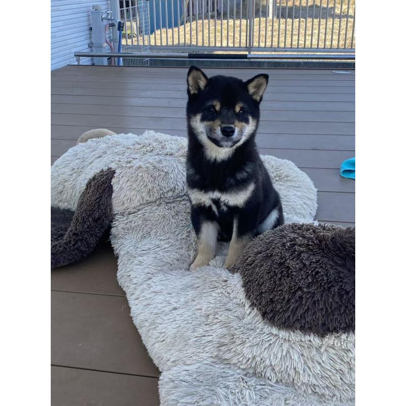 成約済の茨城県の豆柴-433213の8枚目