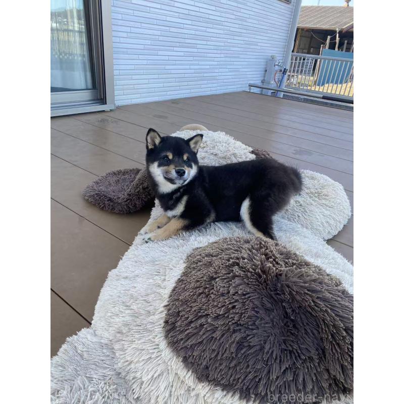 成約済の茨城県の豆柴-433213の7枚目