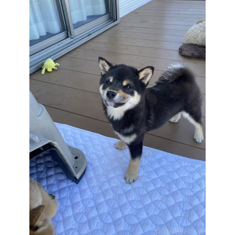 成約済の茨城県の豆柴-433213の6枚目