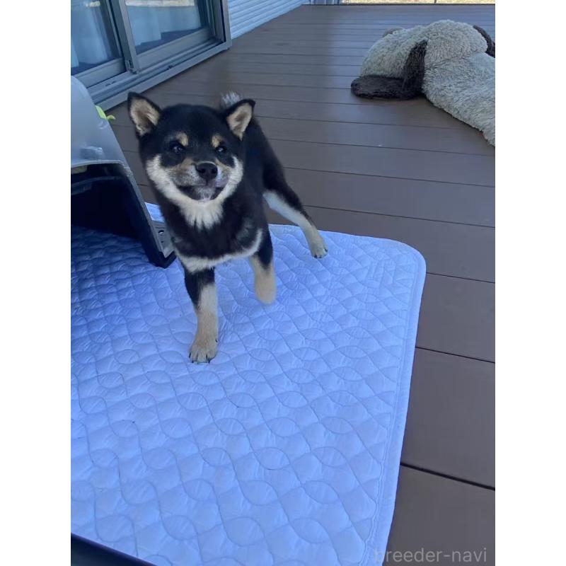 成約済の茨城県の豆柴-433213の5枚目