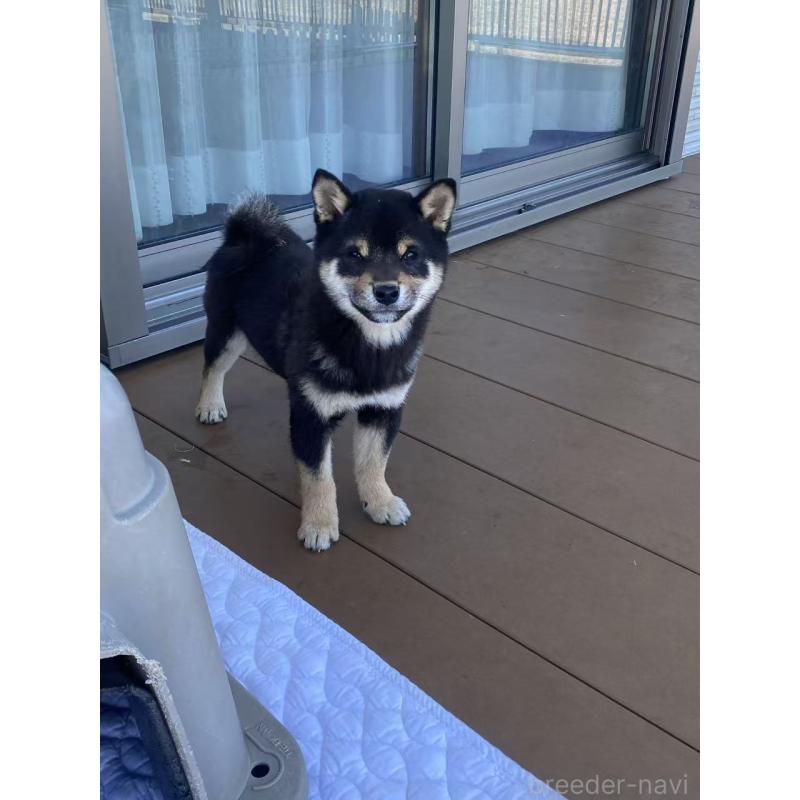 成約済の茨城県の豆柴-433213の4枚目