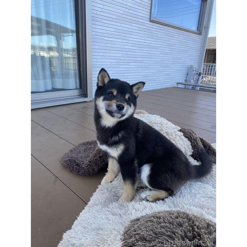 成約済の茨城県の豆柴-433213の3枚目