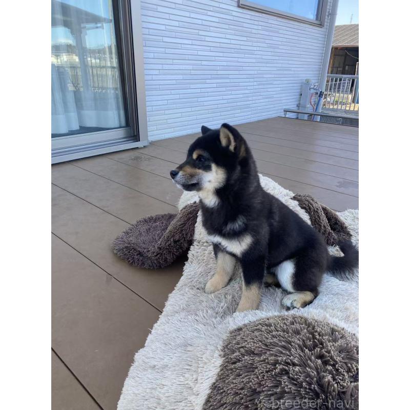 成約済の茨城県の豆柴-433213の2枚目