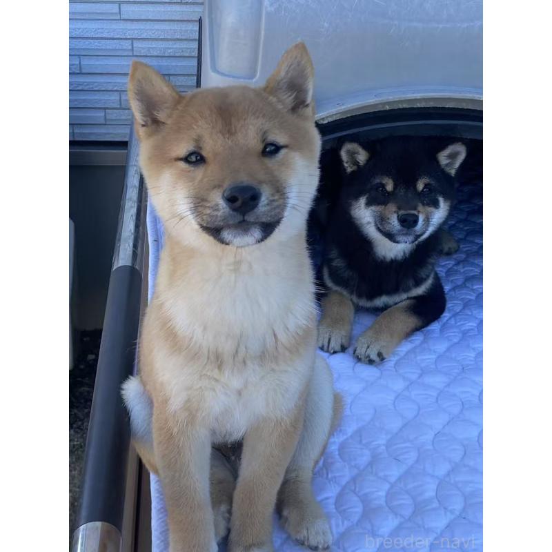 販売中の茨城県の豆柴-431974の5枚目