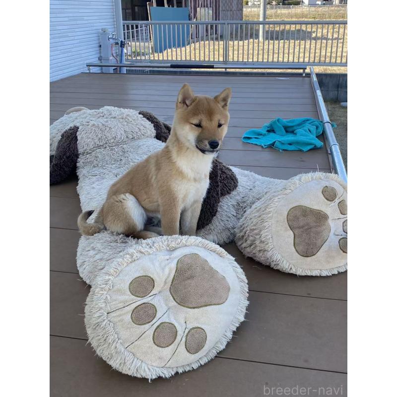 販売中の茨城県の豆柴-431974の4枚目