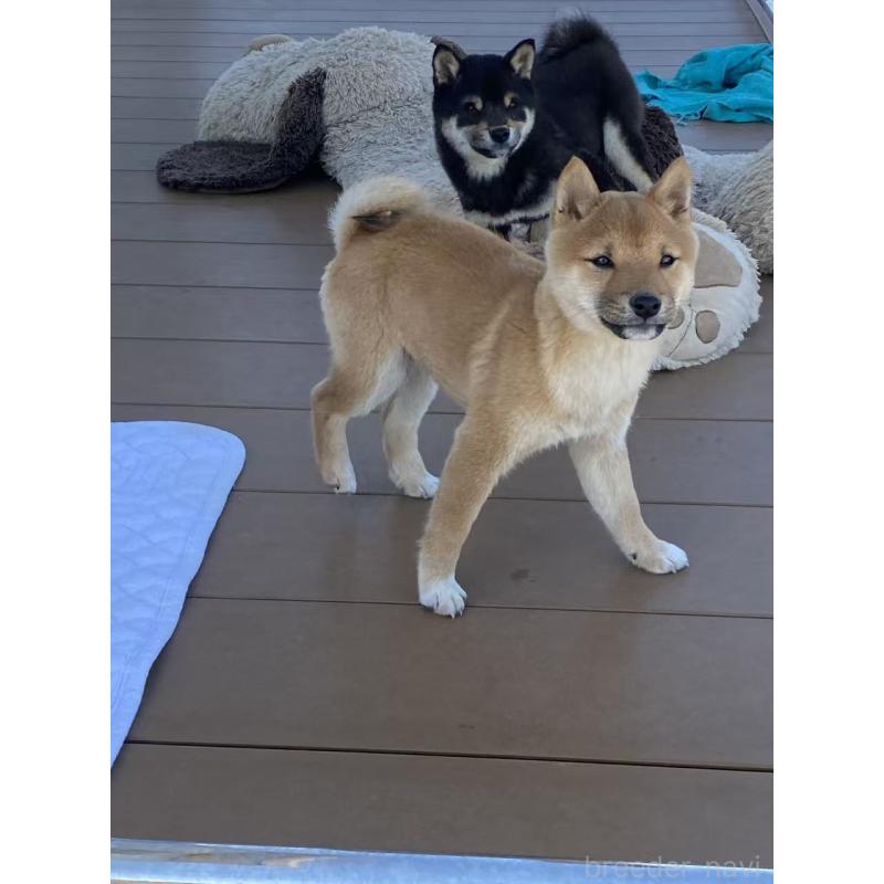 販売中の茨城県の豆柴-431974の3枚目