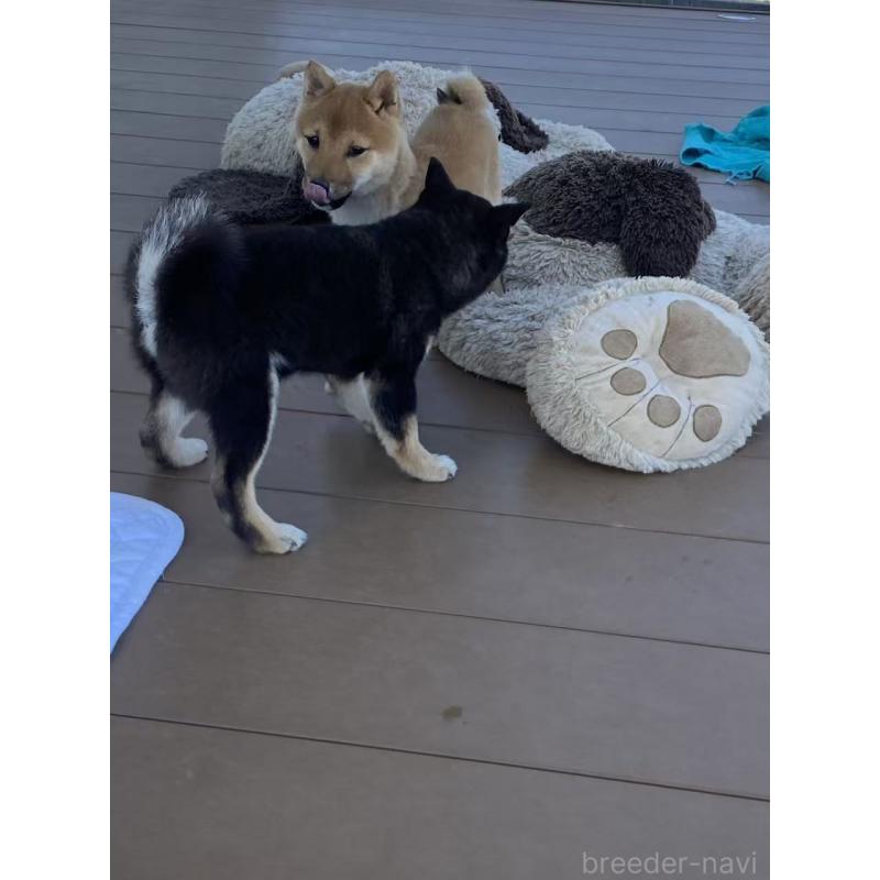 販売中の茨城県の豆柴-431974の2枚目