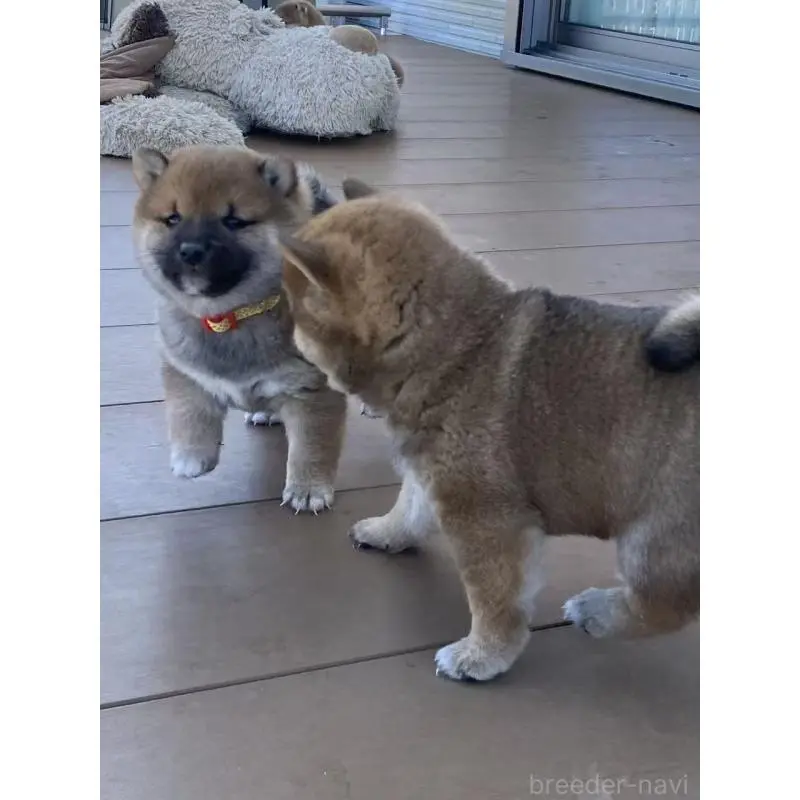 販売中の茨城県の豆柴-452006の7枚目