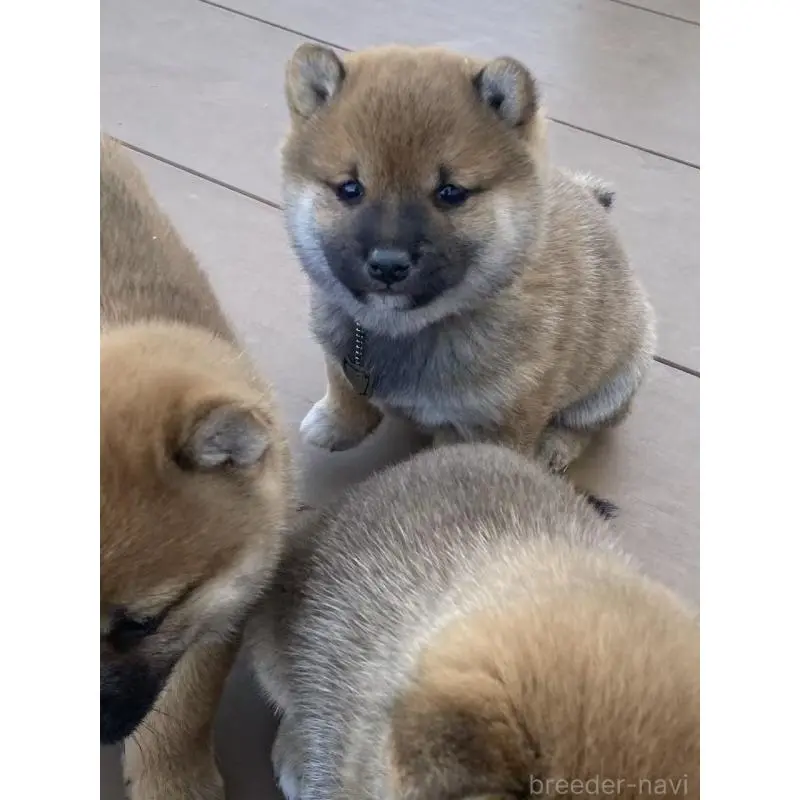 販売中の茨城県の豆柴-452006の4枚目