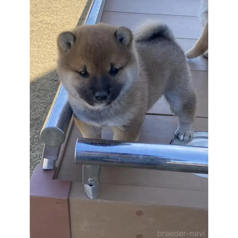 販売中の茨城県の豆柴-452006の3枚目