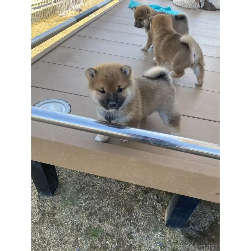 販売中の茨城県の豆柴-452006の2枚目