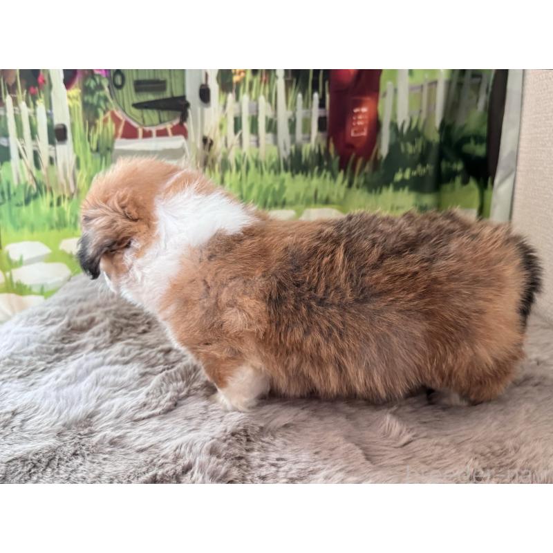 販売中の千葉県のウェルシュコーギーペンブローク-447524の7枚目