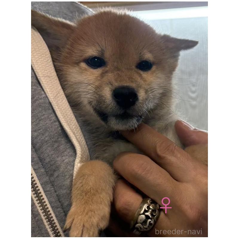 販売中の愛知県の柴犬-436031